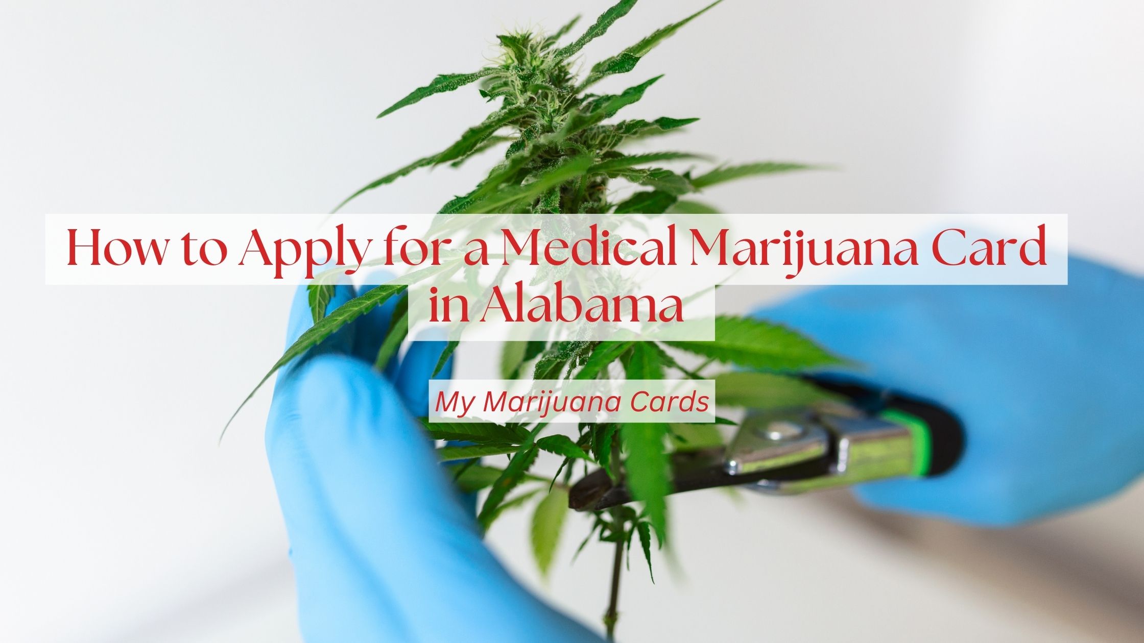 How to Apply for a Medical Marijuana Card in Alabama